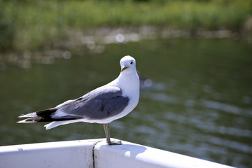 Mediterranean white seagull