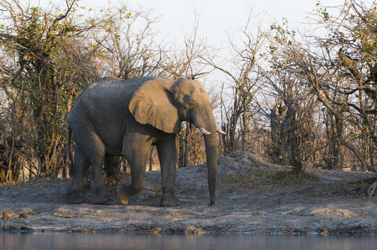 African elephant (Loxodonta africana), Khwai Concession, Okavango Delta, Botswana