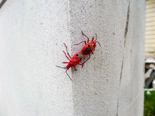 Breed of red insect