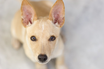 Curious Dog