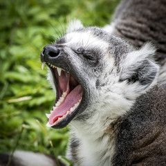 Yawning Lemur