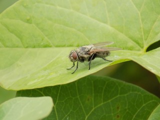 Fly on leaf