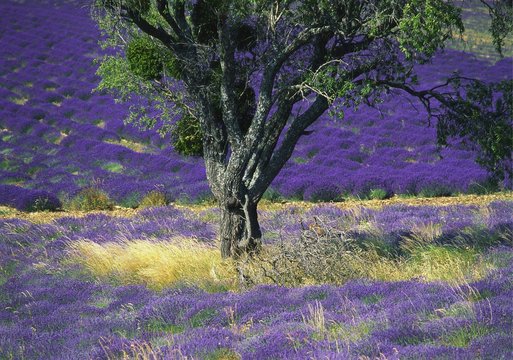 Lavender Field, Vaucluse, Sault, Provence-Alpes-Cote d'Azur, France