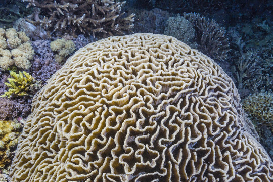 Brain coral at night on Sebayur Island, Komodo Island National Park, Indonesia
