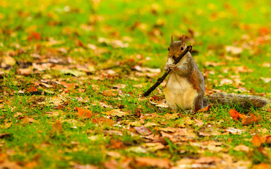 grey squirrel in autumn park