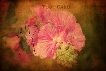 nostalgische Postkarte mit pinken Malvenblüten