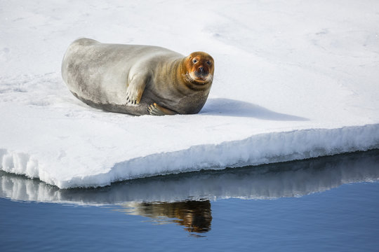 Adult bearded seal (Erignathus barbatus) hauled out on ice in Olga Strait, Svalbard, Arctic