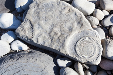 Ammonitenabdrücke am Felsstrand nahe Kilve, Somerset, England
