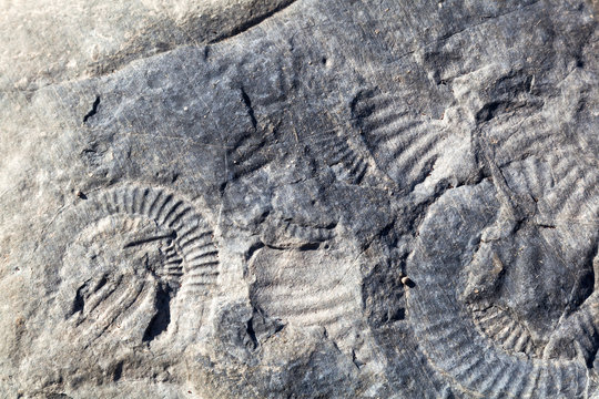 Ammonitenabdrücke am Felsstrand nahe Kilve, Somerset, England