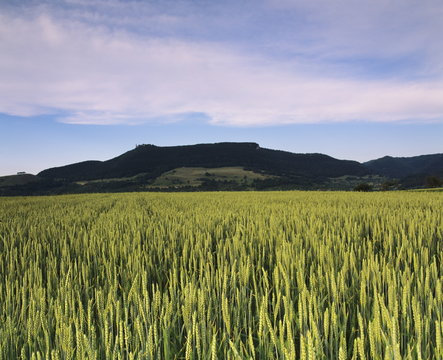 Corn field, Teckberg Mountain, Teck Castle, Kirchheim, Swabian Alb, Baden Wurttemberg, Germany