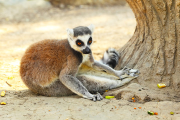 Lemur catta