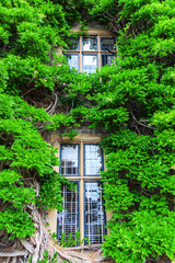 malerisch umrankte Fenster an einem historischen Gebäude in Taunton, England