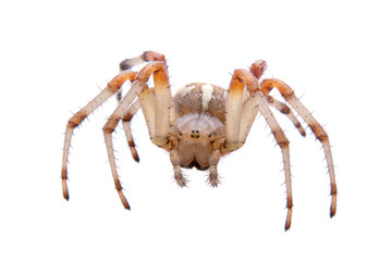Brown spider on a white background