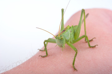 Green grasshopper on a hand