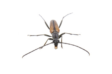 Black brown bug on a white background