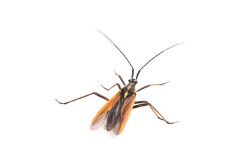 Black brown bug on a white background