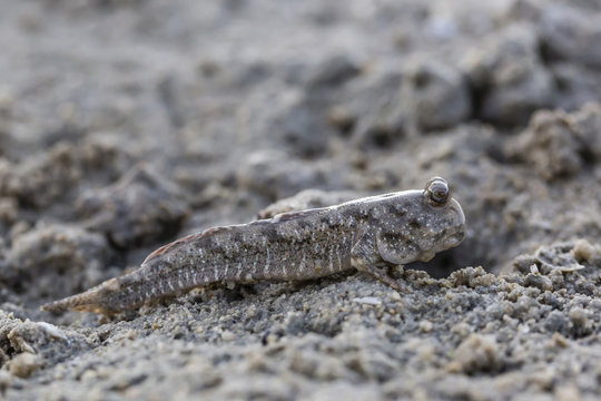 An adult mudskipper, subfamily Oxudercinae, on the mud flats of Vansittart Bay, Kimberley, Western Australia