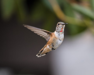 Anna's Hummingbird In Flight