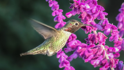 Anna's Hummingbird With Purple Flowers