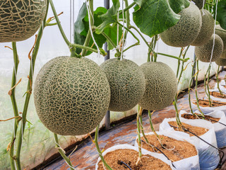 Cantaloupe melons growing in a greenhouse supported by string me