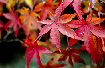bright autumn leaves in the natural environment