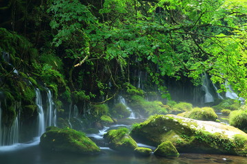 秋田県　夏の元滝伏流水