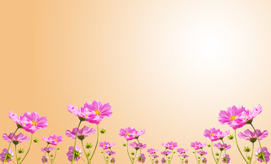 Beautiful pink flowers against with orange background