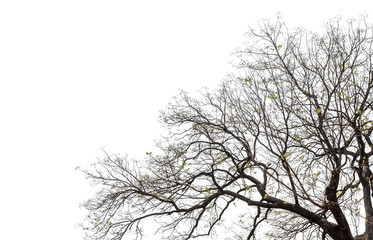 Fototapeta na wymiar Tree with branches on white sky
