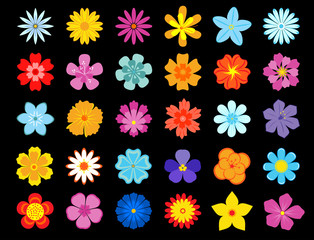 Fototapeta na wymiar Top view of colorful blooming flowers