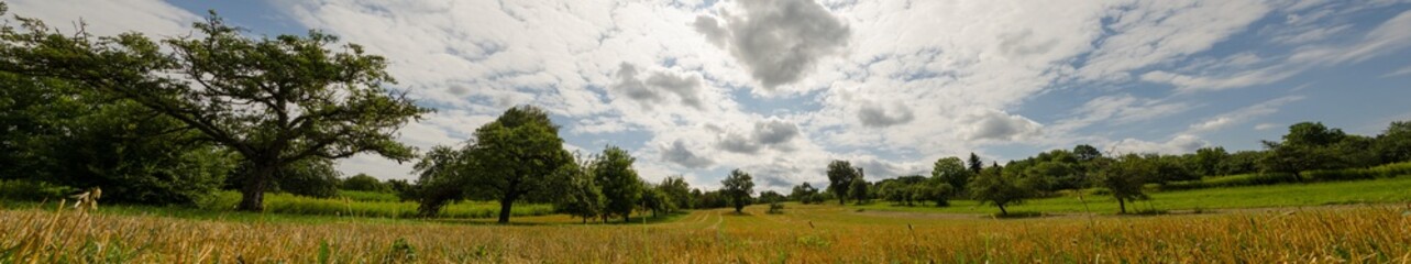 Fototapeta na wymiar panorama Green orchard in countryside landscape
