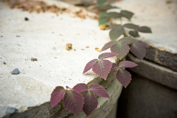 plant on cement pipe