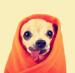 a cute chihuahua with his tongue hanging out and a blanket 