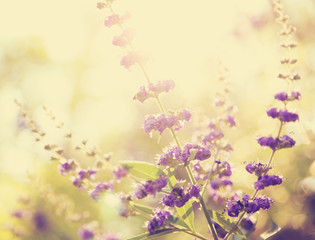Obraz na płótnie Canvas pretty wildflowers toned with a soft retro vintage vintage instagram
