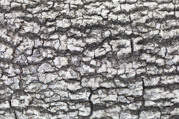 Cracks of the bark