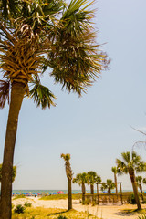 palm trees in georgia state usa