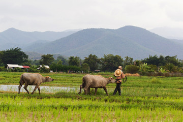 Thai farmer take his buffalo to cattle pen.