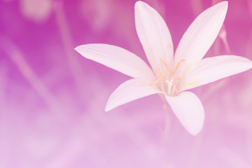 White zephyranthes flowers. Rain Lily. color filter.