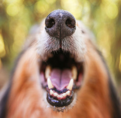 a collie posing for the camera with a super close up of his nose