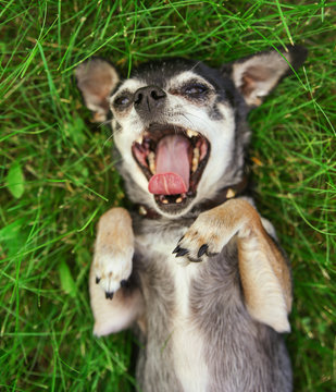  Cute  Chihuahua Male Dog Rolling In Clover Grass At A Local Par