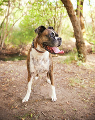 Adult Boxer Portrait In A Natural Outdoor Setting with her tongu