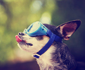  a cute chihuahua wearing goggles and sitting outside during sum