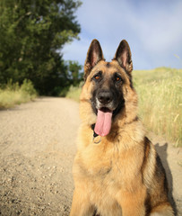 a german shepherd dog out in nature looking at a ball to be thro