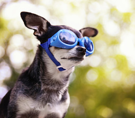 a cute chihuahua wearing goggles and sitting outside during summer