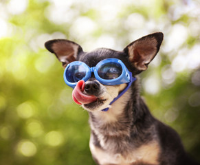 a cute chihuahua wearing goggles and sitting outside during summ