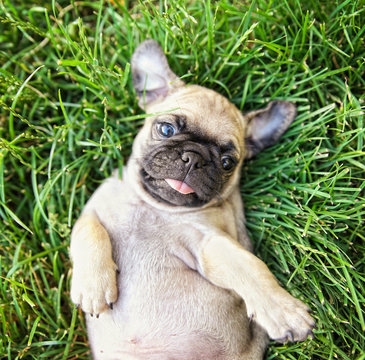  a cute baby pug chihuahua mix puppy playing in the grassy clover