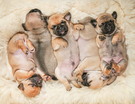 a litter of cute chug pug puppy 