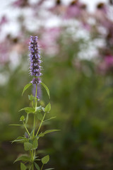 Flower - Licorice Mint - Blue Fortune