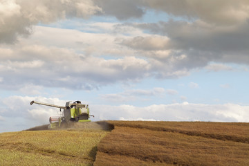 Combine Harvesting Hilly Rapeseed Field