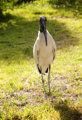 Wood stork on a background of green grass. Nature background.Sunny day