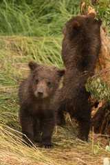 Fototapeta na wymiar Bear cub looking at camera beside another